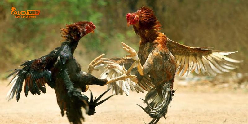 Cách tham gia cá cược đá gà chuẩn