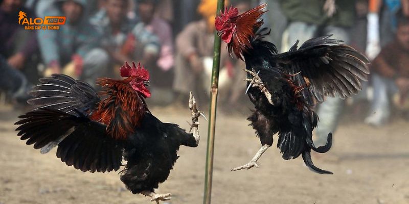 Khái Quát chung sân chơi đá gà Alo789