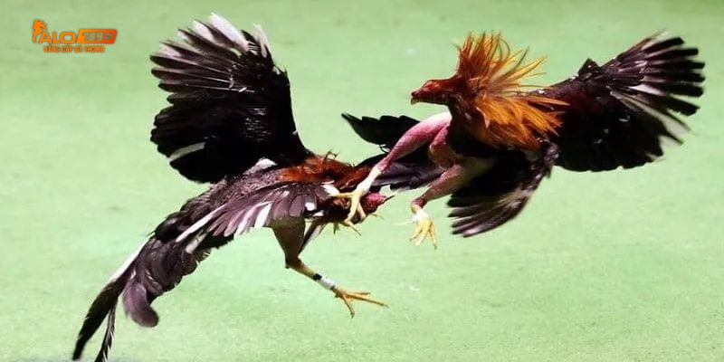 Những kinh nghiệm của người chơi lâu năm