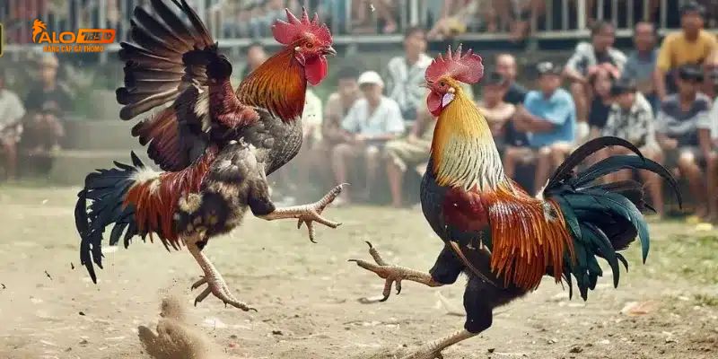 Những lợi ích mà trực tiếp đá gà 67 mang đến cho người chơi